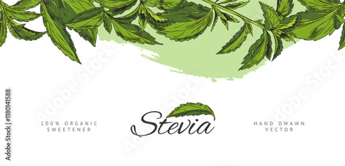 Stevia sprig with leaves sketch, vector hand drawn top seamless border design lettering, natural organic sweetener plant