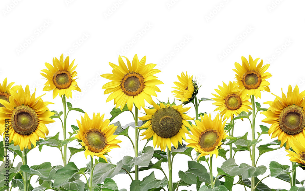 Bright and Beautiful Field of Sunflowers in Springtime Isolated on Transparent Background PNG Bright and Beautiful Field of Sunflowers in Springtime Isolated on Transparent Background PNG