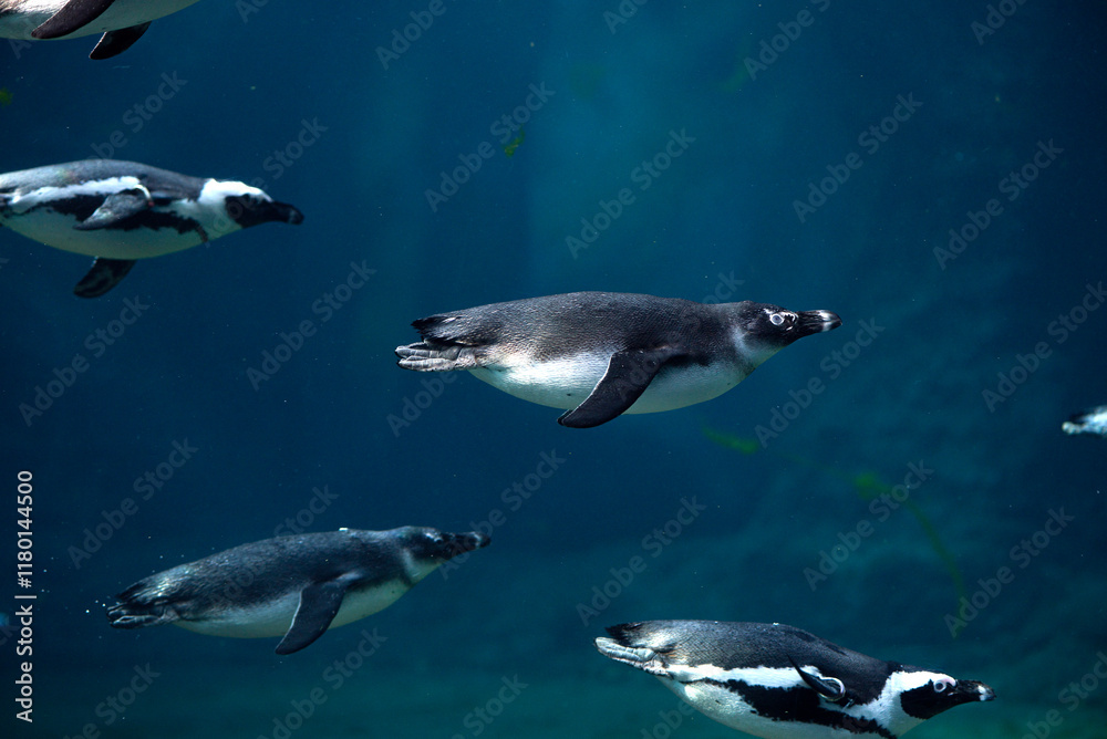 Fototapeta premium Diving penguin herd. Ocean underwater with marine animals. Sun rays passing through the water surface. High quality photo