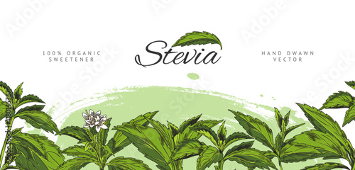 Stevia branch with leaves and flower sketch, vector seamless border design, natural organic sweetener, sugar substitute