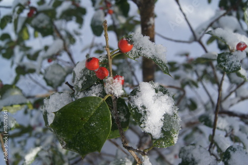 Holly tree berries and leaves in snow