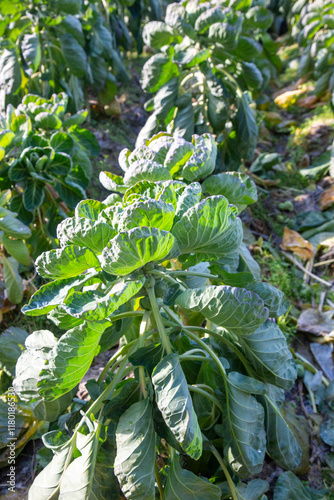 Brussels sprouts field. Agr...