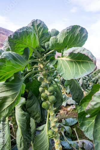 Brussels sprouts field. Agr...