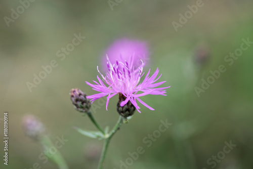 Spotted knapweed, Centaurea stoebe