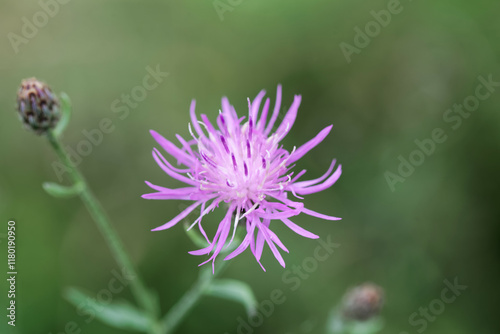 Spotted knapweed, Centaurea stoebe photo