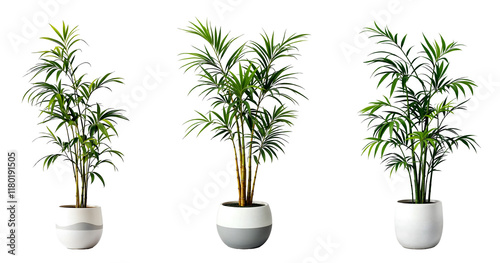 Collection of various bamboo palm plants in pots isolated on transparent background.