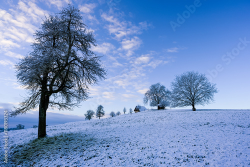 Switzerland winter landscape with trees and snow and blue sky