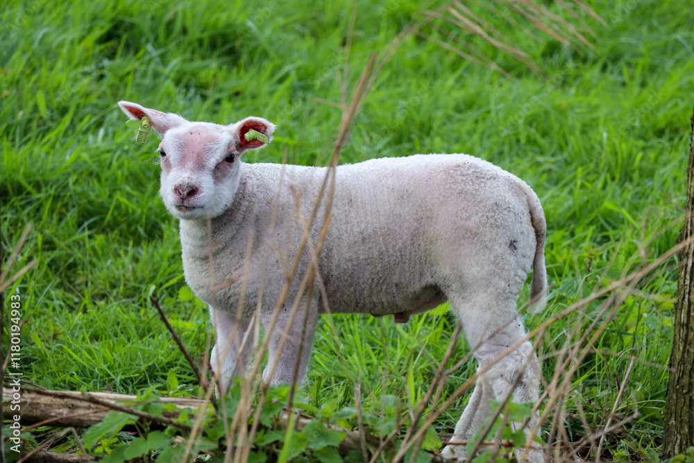 Young lamb on the meadows of the Zuidplaspolder Young lamb on the meadows of the Zuidplaspolder