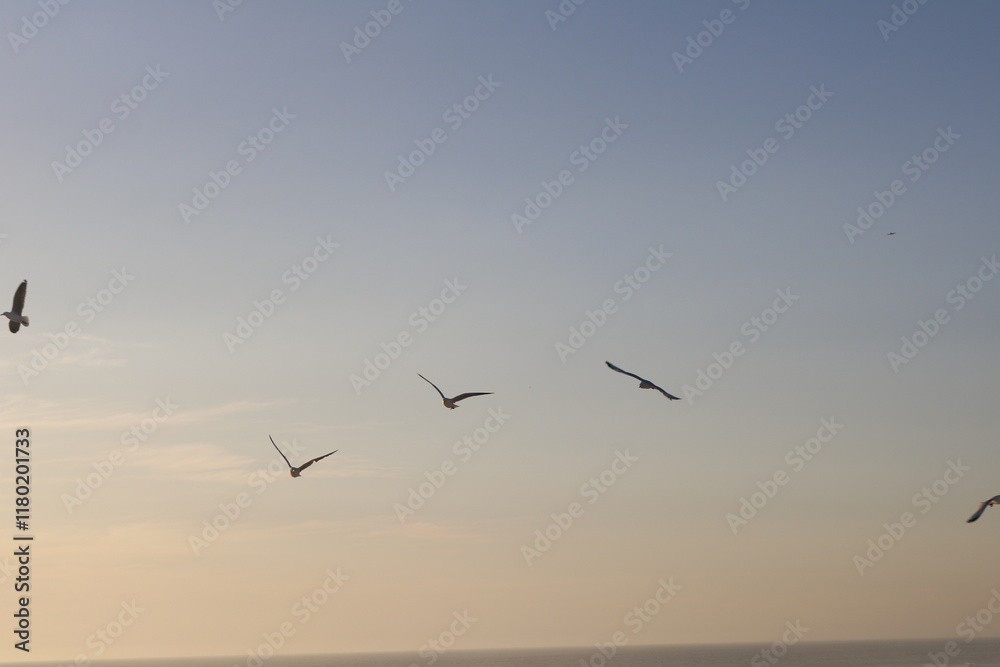 Fototapeta premium Birds in the Air 