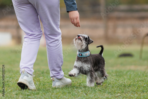 is a miniature Schnauzer dog engaged in obedience