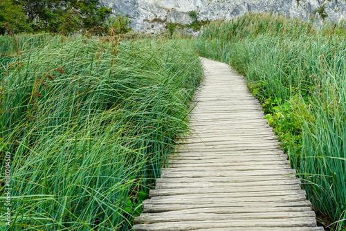 Wooden boardwalk hiking trail between long, thin, green swamp grass in nature park, perspective view photo