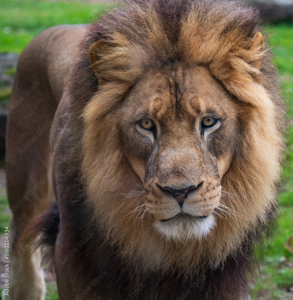 Fototapeta premium Lion and Lioness at a jungle