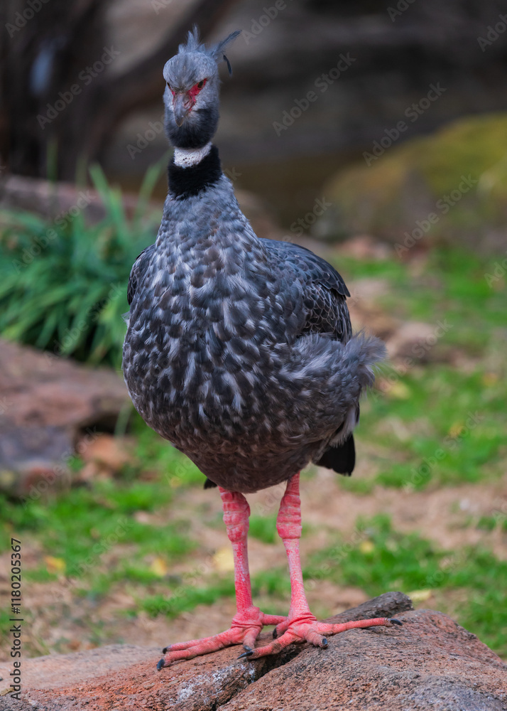 southern screamer on the lake southern screamer on the lake