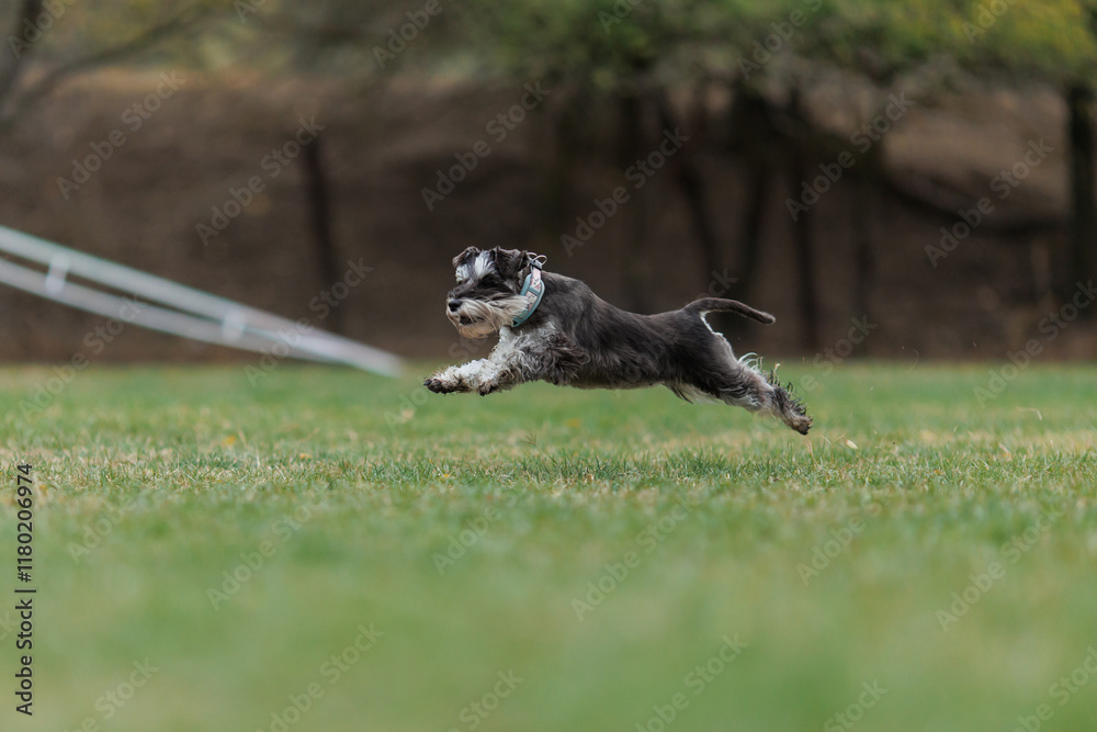 Obraz premium A Miniature Schnauzer dog is running in the park
