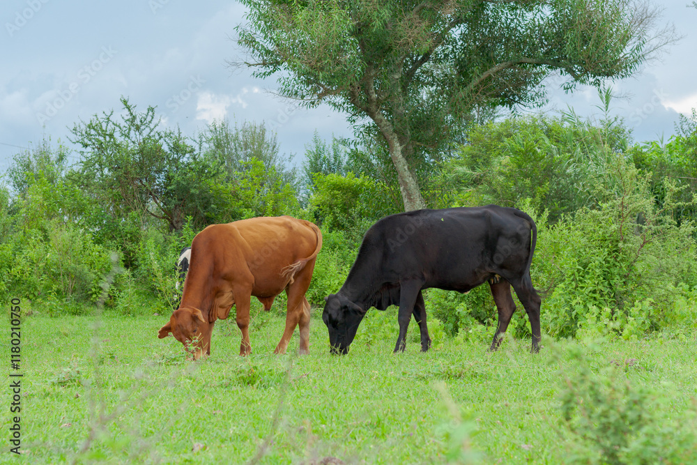 Cows grazing in open fields in northern Argentina. Province of Jujuy. South America. Cows grazing in open fields in northern Argentina. Province of Jujuy. South America.