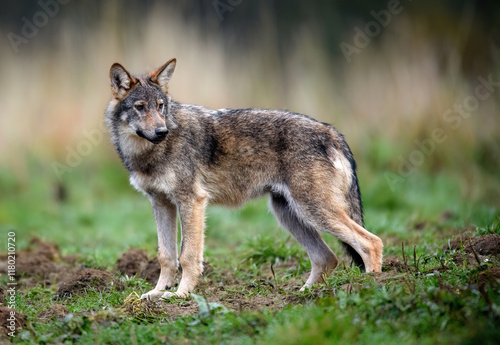 Fototapeta Naklejka Na Ścianę i Meble -  Grey wolf ( Canis lupus ) close up