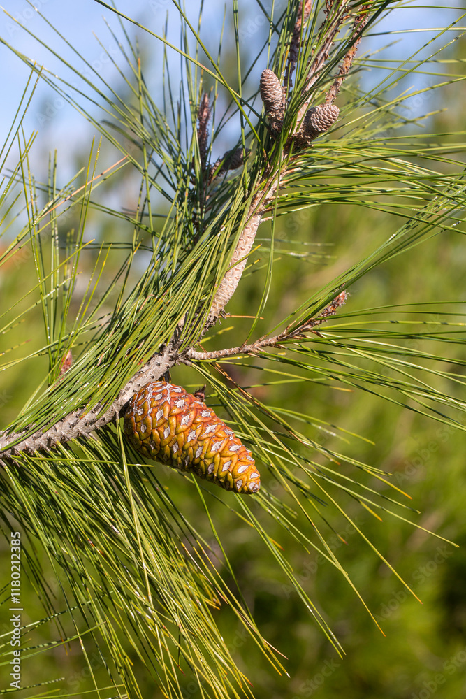 Cones of pine tree - Pinus halepensis Cones of pine tree - Pinus halepensis
