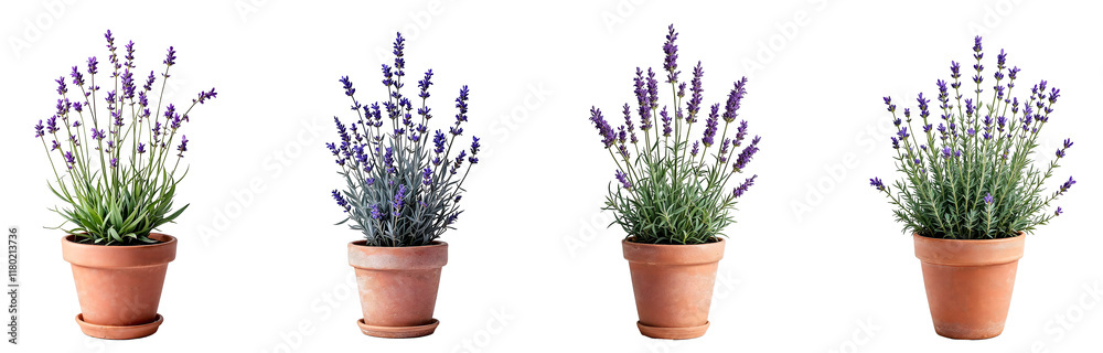 custom made wallpaper toronto digitalCollection of various lavender plants in pots isolated on transparent background.