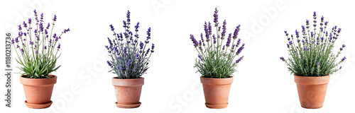 Collection of various lavender plants in pots isolated on transparent background.
