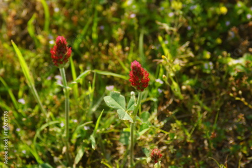 red blooms bursting forth photo