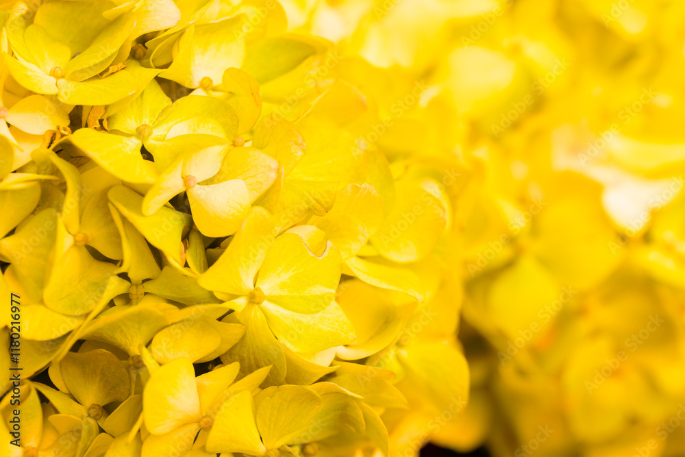Yellow flowers close-up. Bouquet of colorful flowers. City flower beds, a beautiful and well-kept garden with flowering shrubs. Yellow flowers close-up. Bouquet of colorful flowers. City flower beds, a beautiful and well-kept garden with flowering shrubs.