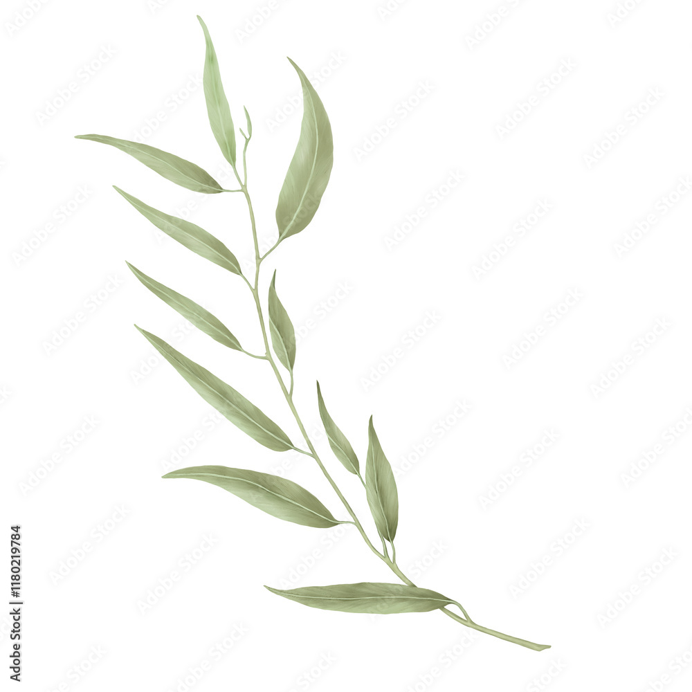 Fototapeta premium Green willow branch with graceful thin leaves. Watercolor digital illustration. Willow branches isolated on white background. Botanical illustration. Element for postcard and invitation design.