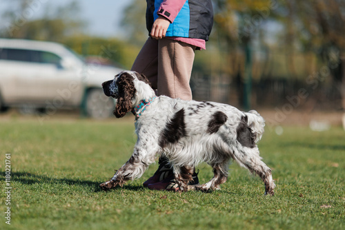 dog of the English Springer Spaniel breed is engaged in obedience