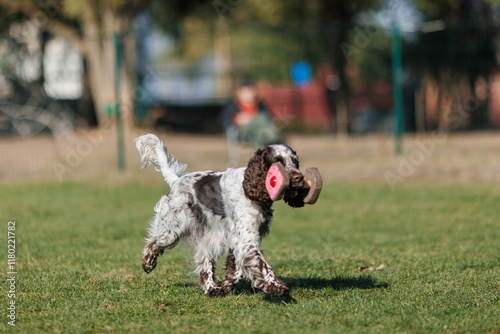 Obraz na plátně dog of the English Springer Spaniel breed is engaged in obedience