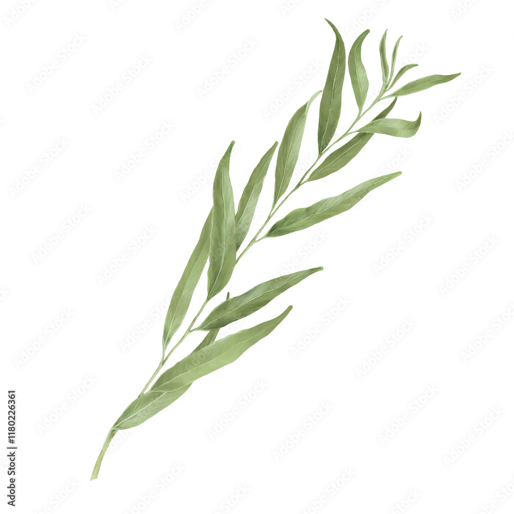 Fototapeta premium Green willow branch with graceful thin leaves. Watercolor digital illustration. Willow branches isolated on white background. Botanical illustration. Element for postcard and invitation design.