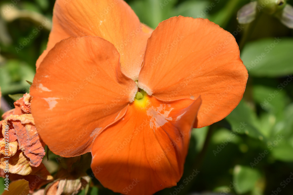 closeup of orange flower against green
background closeup of orange flower against green
background