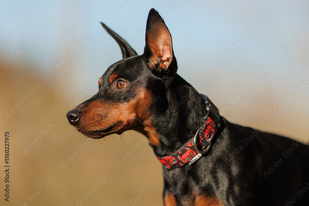 A dog of the Zwergpinscher breed runs in the park