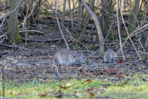 drei Ratten beim Fressen von Vogelfutter photo