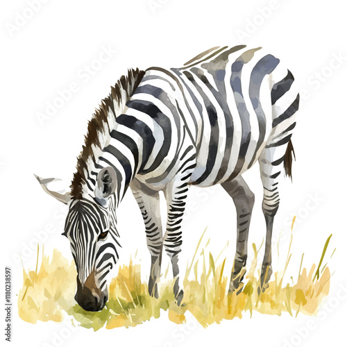 A watercolor illustration of a zebra grazing in the grasslands, isolated on a white background. Zebra grazing vector.
