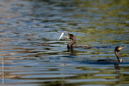 Cormorant tossing a fish in the air photo