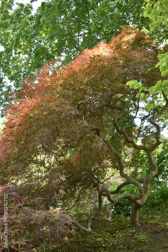 Tree with twisty branches and orange leaves
 photo