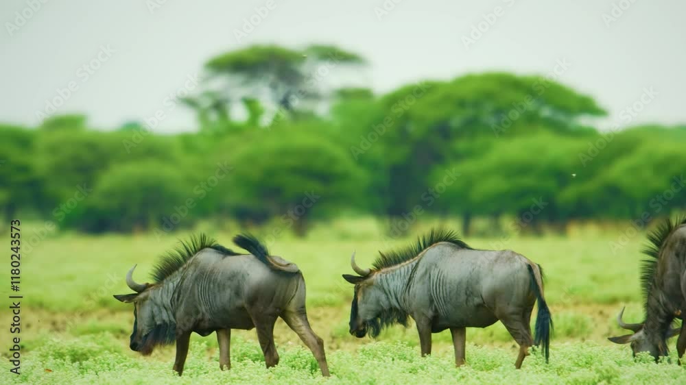 Wildebeests (Gnus), Moremi Game Reserve, Okavango Delta, Botswana. Wildebeests (Gnus), Moremi Game Reserve, Okavango Delta, Botswana.