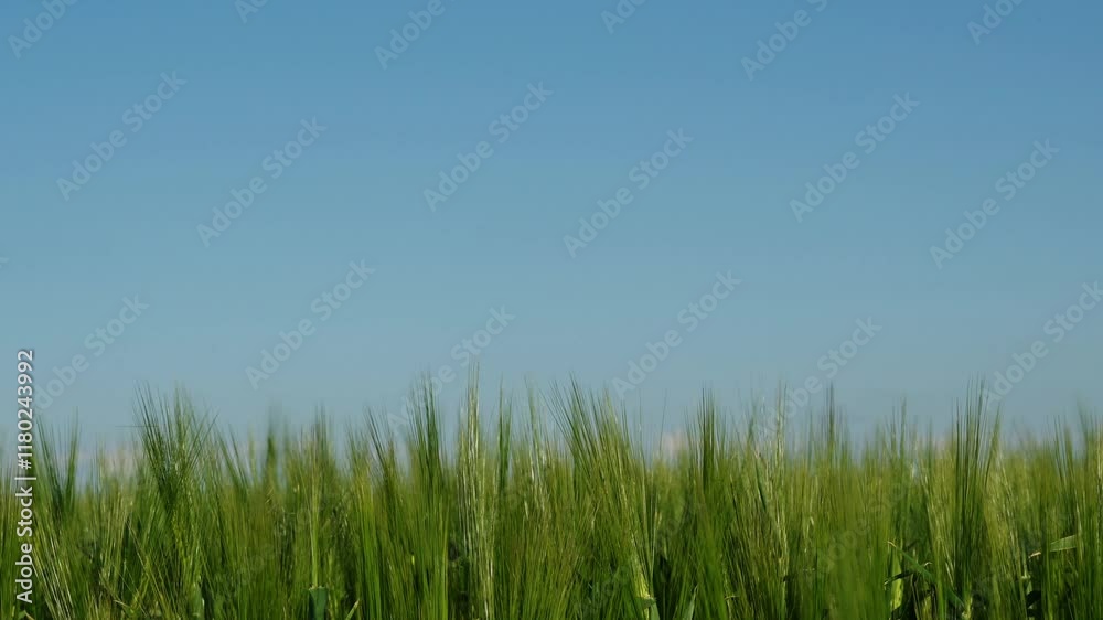 Barley cereal grain crop field closeup 4K Barley cereal grain crop field closeup 4K
