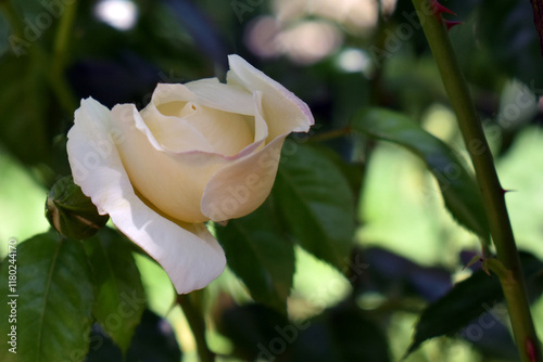Tableau sur toile Closeup of white rose with leafy background.
