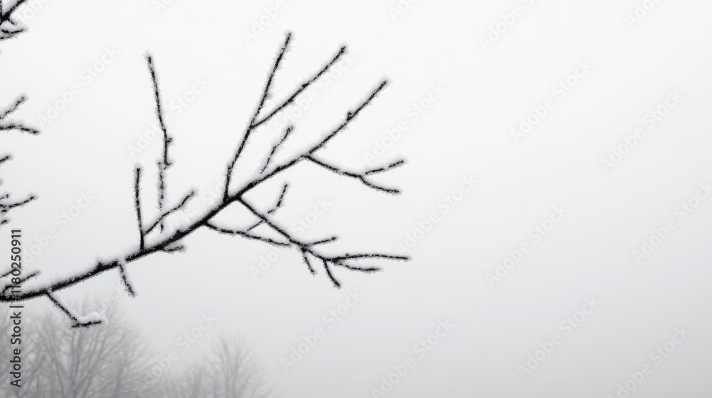 Snow-covered branches against a foggy winter sky. Snow-covered branches against a foggy winter sky.