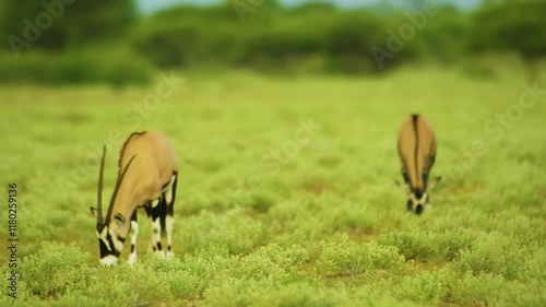Two Gemsboks (Oryx gazella) grazing grass in kruger national park of south africa.