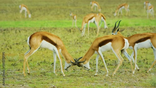 Springbok Antelopes Fighting On Savannah During Sunny Day At Central Kalahari Game Reserve In Botswana.
