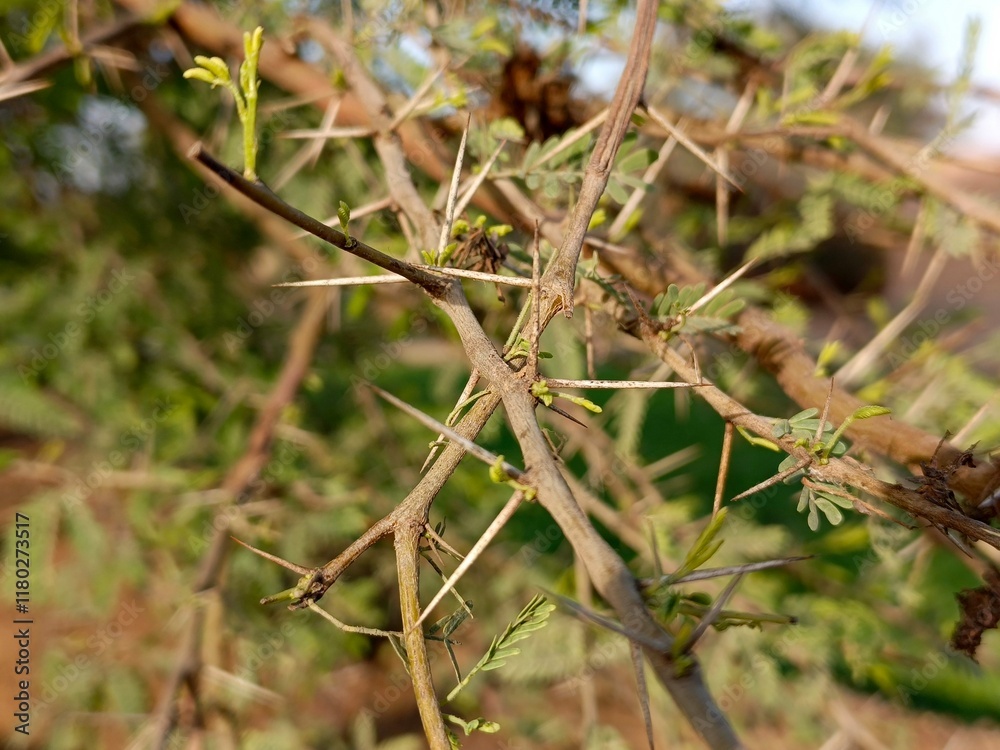 thorny dry bush with sharp spikes growing naturally in a wild and dry area outdoors thorny dry bush with sharp spikes growing naturally in a wild and dry area outdoors