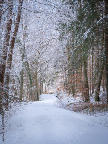 Wallpaper Mural Snow-Covered Forest In Bavaria, Germany: A Serene Winter Scene With Tall Trees, Frosted Branches, Torontodigital.ca