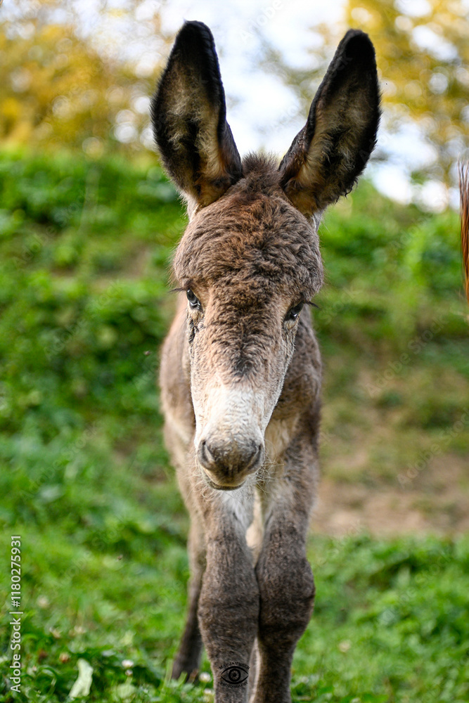 Fototapeta premium donkey and on a farm pasture