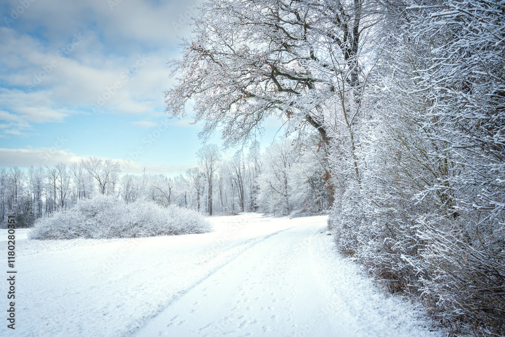 Obraz premium Snow-Covered Forest In Bavaria, Germany: A Serene Winter Scene With Tall Trees, Frosted Branches,