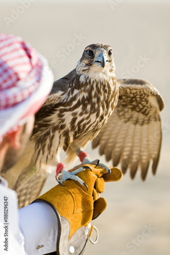 Anonymous Arab Man, Falconer Holding a Falcon his Glove in the Desert