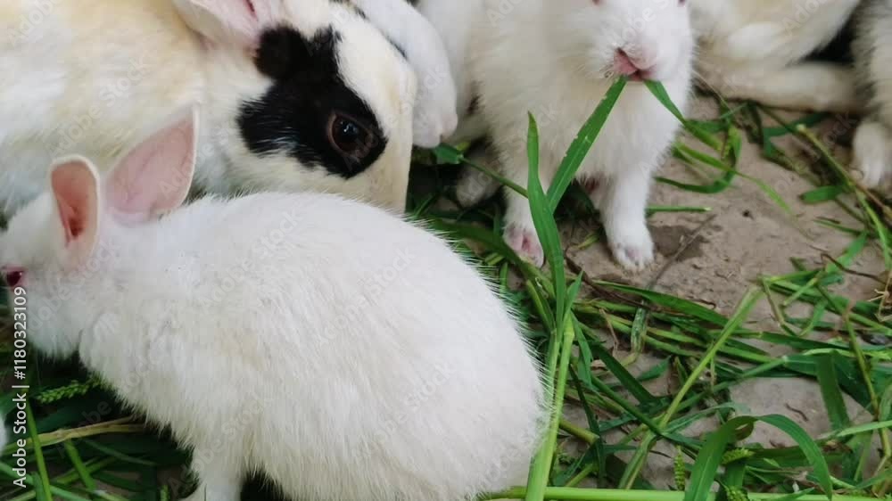 white rabbit with black patches resting on the ground surrounded by fresh green grass in nature white rabbit with black patches resting on the ground surrounded by fresh green grass in nature
