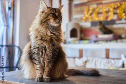 An Elegant Cat Sits Calmly in Soft and Inviting Warm Light, Exuding Tranquility photo