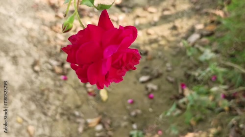 close-up of a single vibrant red rose in a natural garden setting symbolizing love and beauty photo