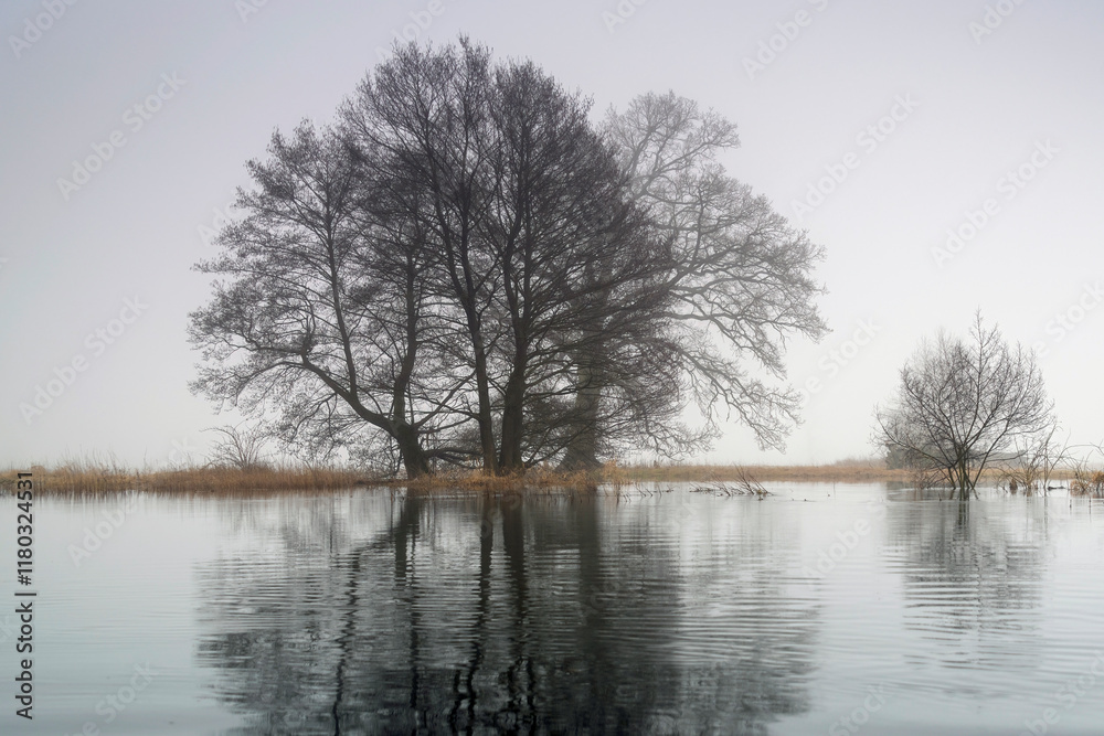 Landscape in the park. Old trees. Landscape in the park. Old trees.